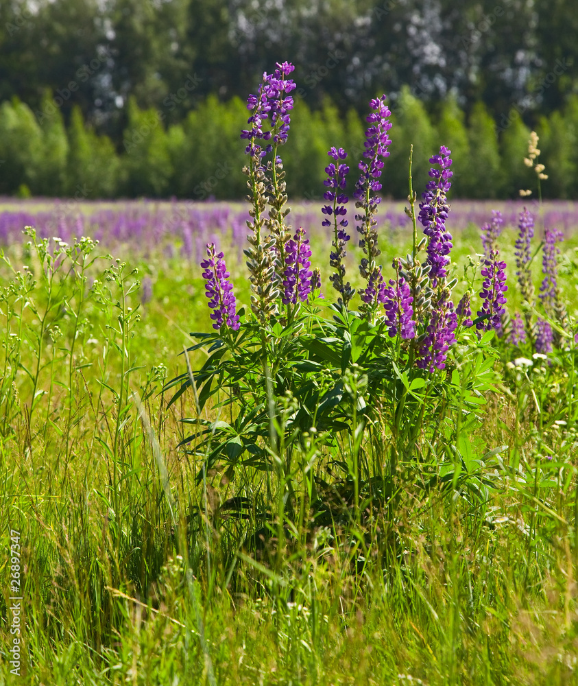 Obraz premium lupine on green meadow