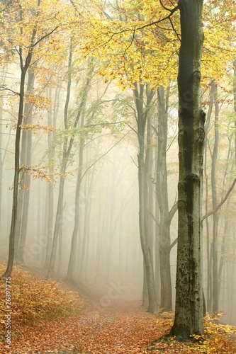 Path in misty autumn beech forest in a nature reserve