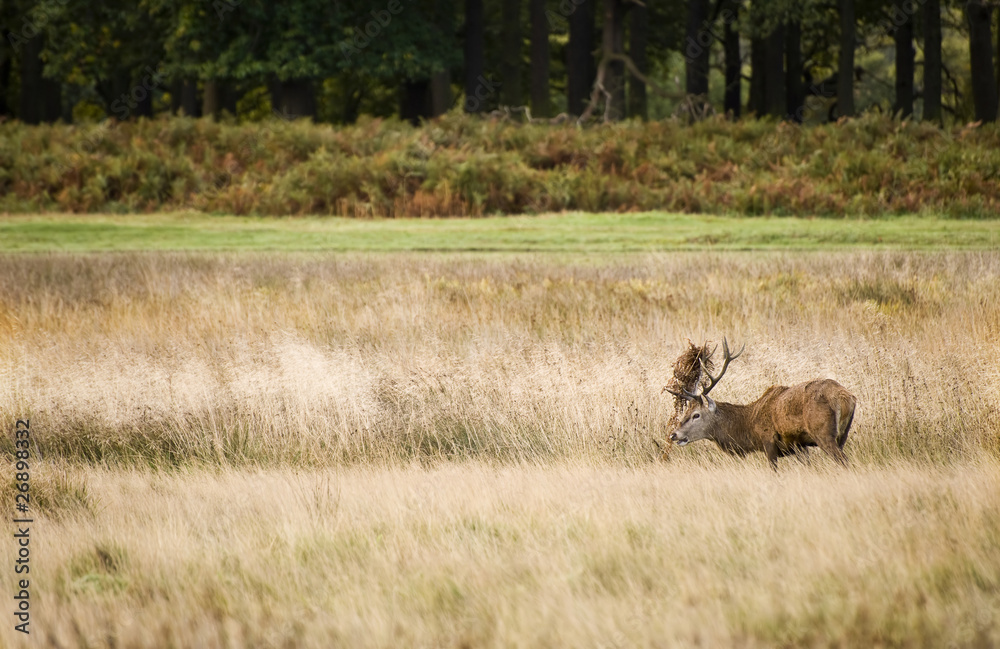 Majestic red deer during rut season October Autumn Fall