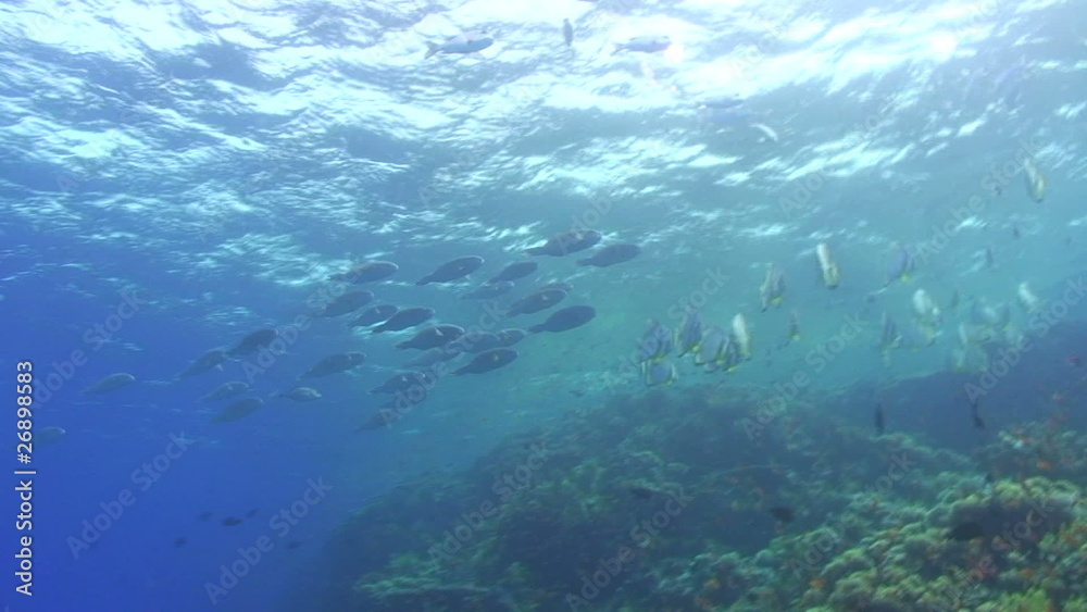 Small school of longnose parrot fish Small school of longnose parrot fish