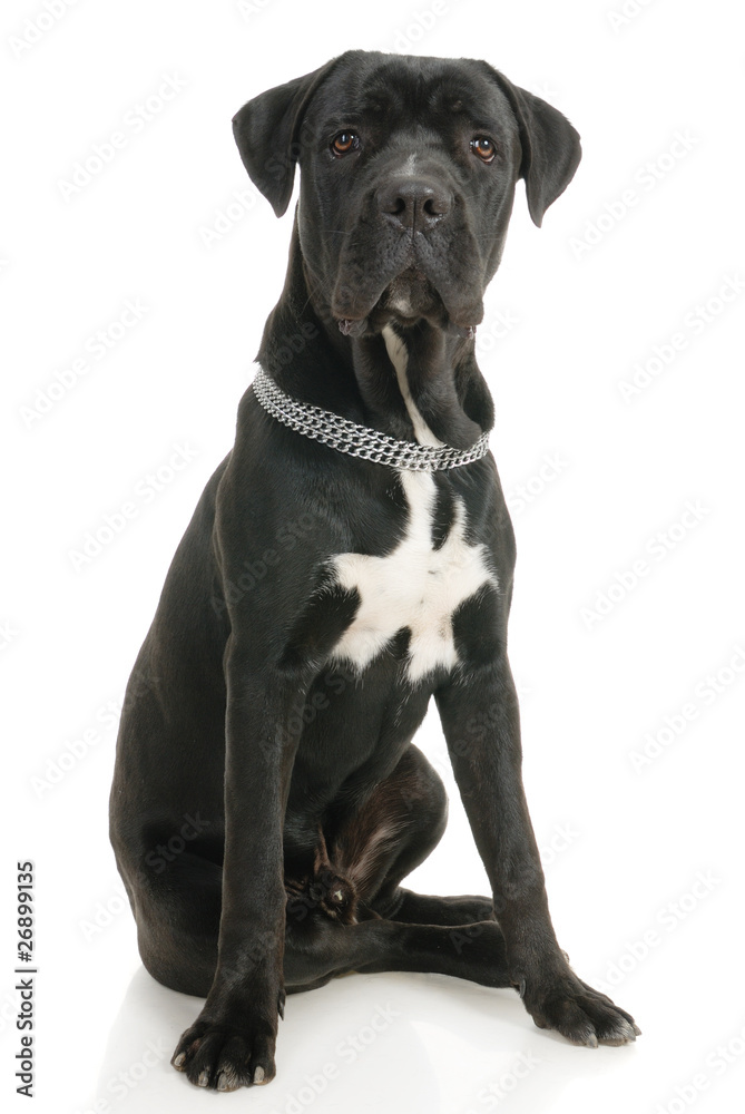 Cane Corso dog on white background Cane Corso dog on white background