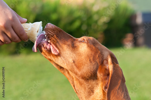 Wallpaper Mural Vizsla Dog Licking an Ice Cream Cone Torontodigital.ca