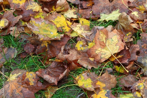 Autumn leafs