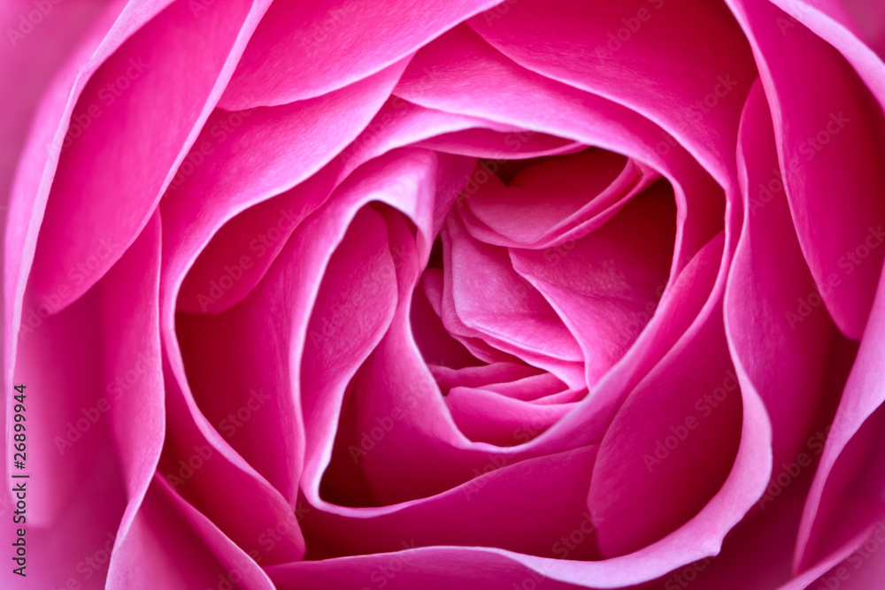 custom made wallpaper toronto digitalRosenblüte