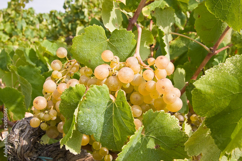 Wallpaper Mural bunch of golden grapes on grapevine right before harvest Torontodigital.ca