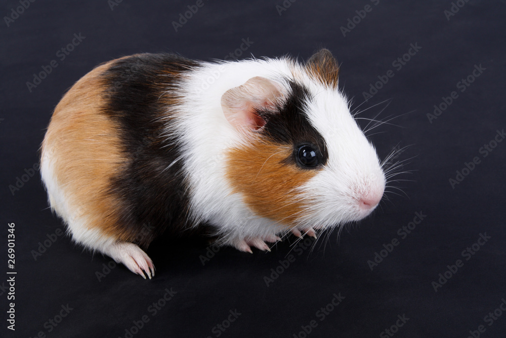 guinea pig