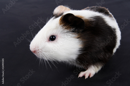 guinea pig