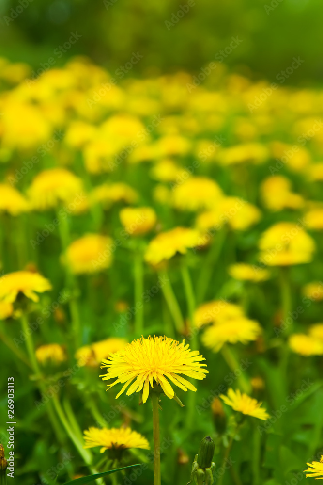 Meadow with dandelions Meadow with dandelions