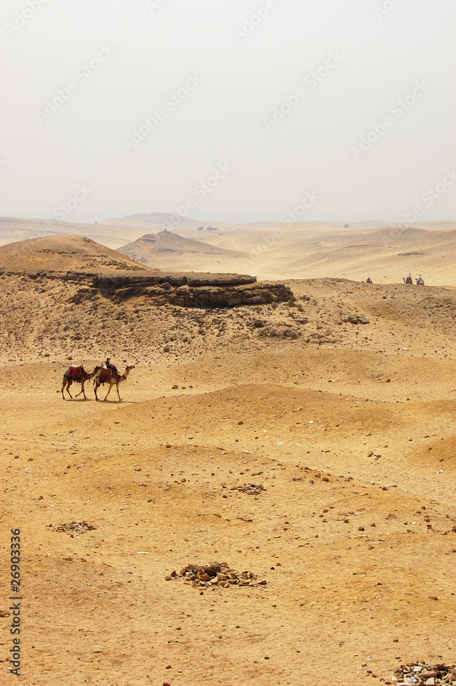 Two camels crossing the desert in Giza. Two camels crossing the desert in Giza.
