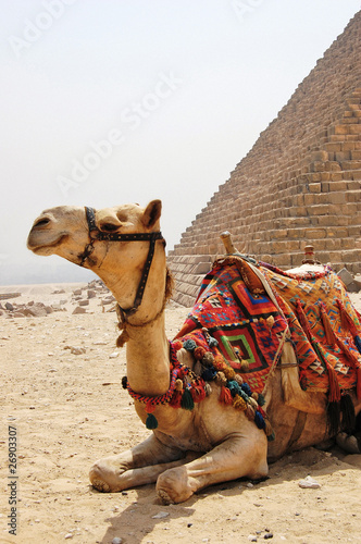 Camel with saddle sitting next to a pyramid at Giza.