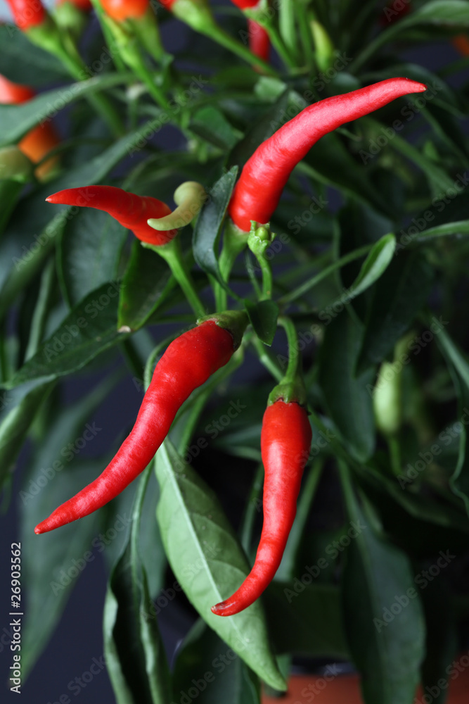 Chili pepper plant