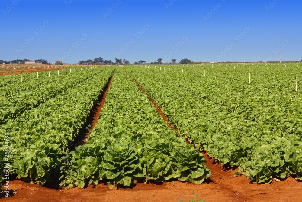 Field of lettuce neatly cultivated in rows