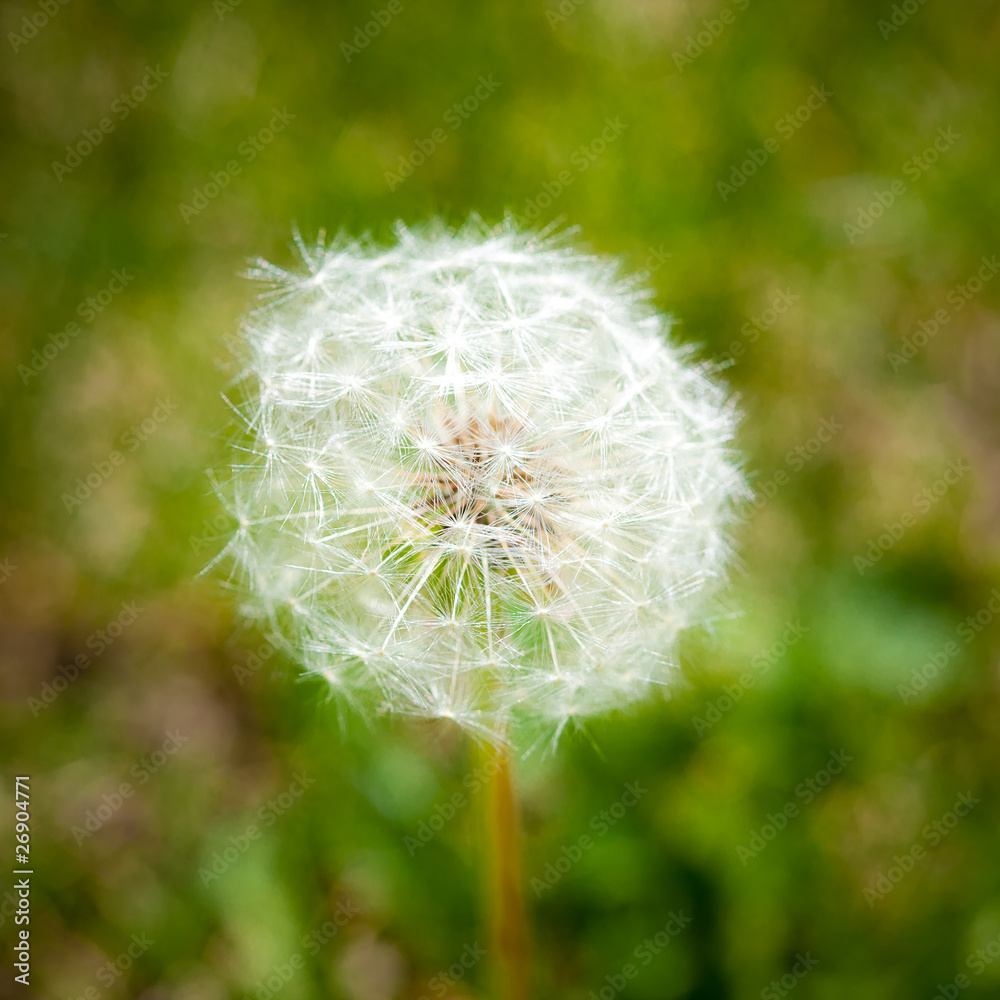 Fototapeta premium dandelion on green