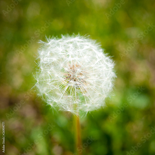 dandelion on green