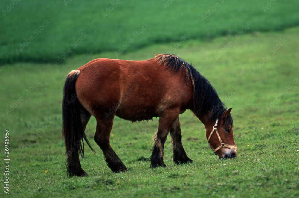 Obraz premium repas du cheval de trait ardennais