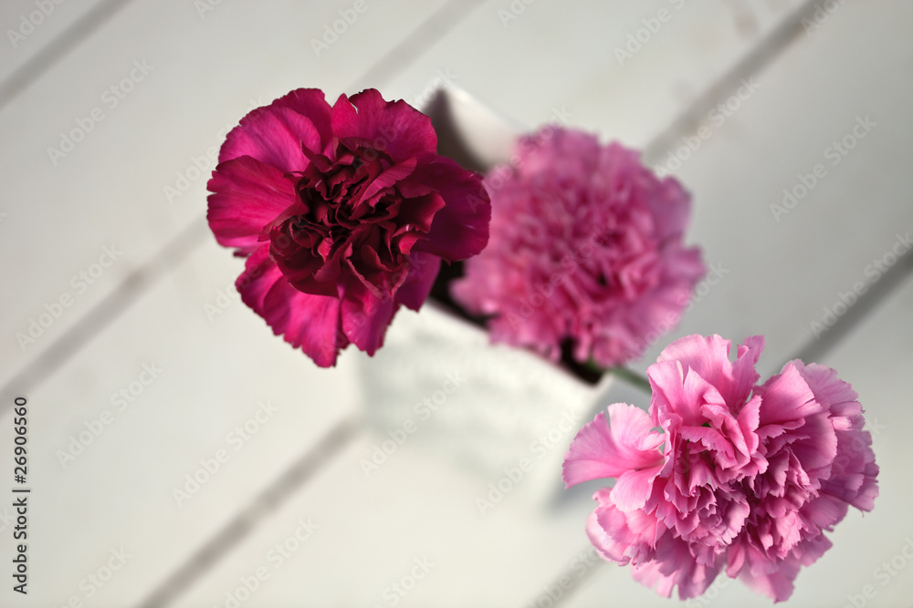 Pinke Nelken StockFoto Adobe Stock