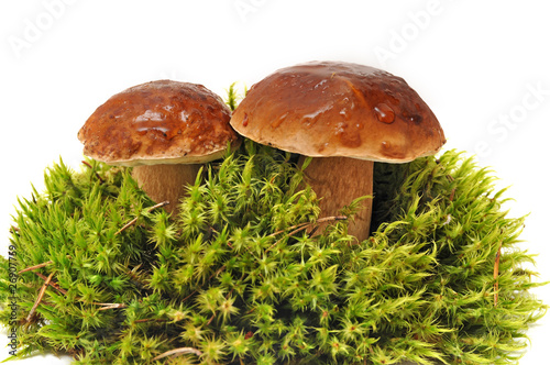 two mushrooms on moss