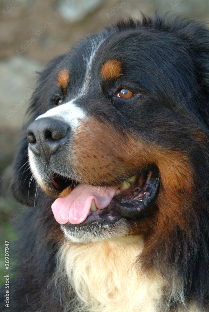 BOVARO DEL BERNESE. BOVARO DEL BERNESE.