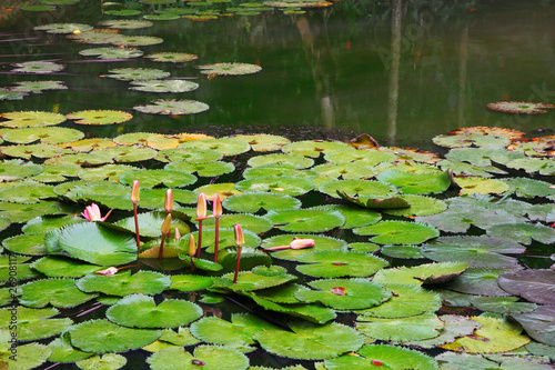 water lilies