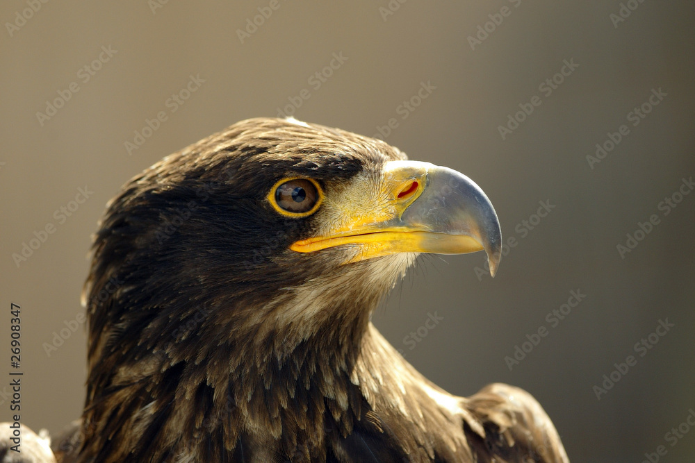 Fototapeta premium Adler 3