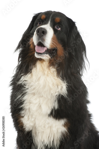 Berner sennen dog