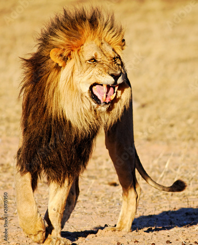 Lion showing Flehmen response photo