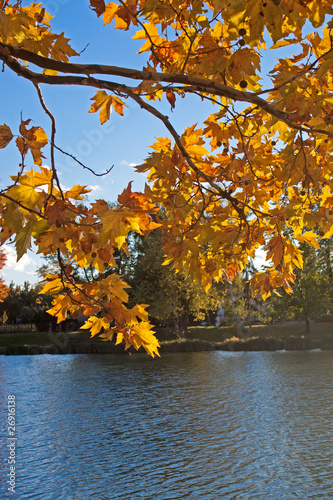 Branch over a lake in autumn