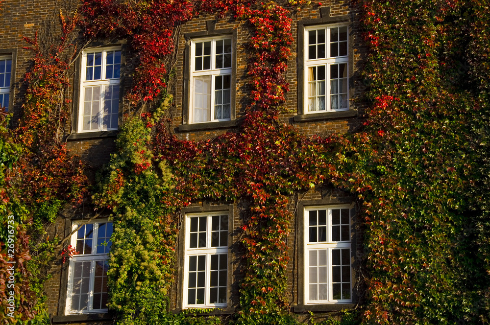 Fototapeta premium Zugewachsene Fenster - Wawel - Krakau