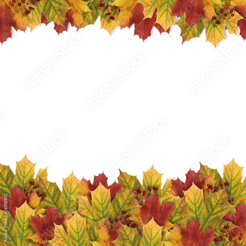 Autumn card with autumn leaves on the white background