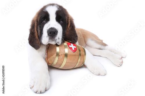A Saint Bernard puppy with rescue barrel around the neck