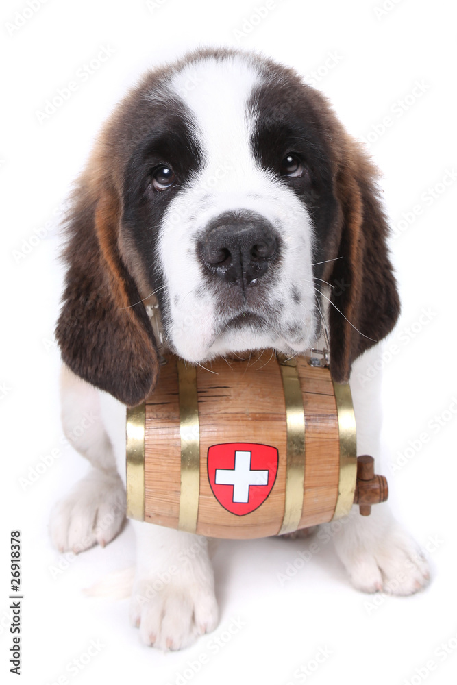 A Saint Bernard puppy with rescue barrel around the neck