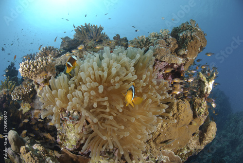 Red Sea anemonefish