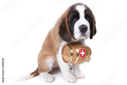 A Saint Bernard puppy with rescue barrel around the neck photo