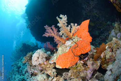 Soft coral on red sponge