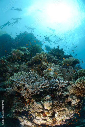 Fototapeta Naklejka Na Ścianę i Meble -  Group of snorkellers above coral reef