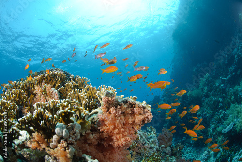 Fototapeta Naklejka Na Ścianę i Meble -  Colourful tropical reef