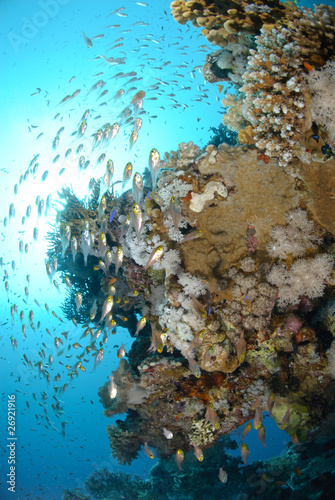 Tropical Glass fish swarm around a pinnacle