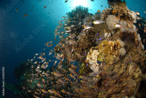 Tropical Glass fish swarm around a pinnacle