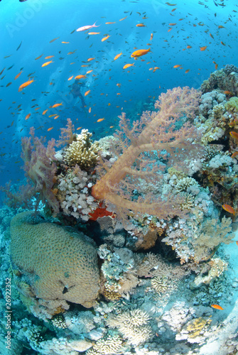 Colourful tropical reef