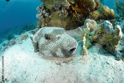 Giant puffer fish photo