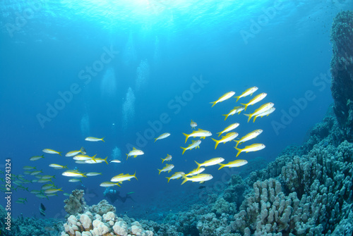Small school of Red sea goatfish