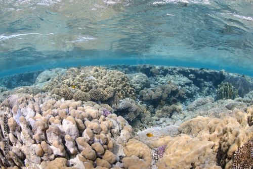 Vibrant and colourful tropical reef close to the ocean surface