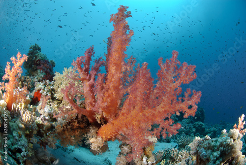 Fototapeta Naklejka Na Ścianę i Meble -  Vibrant and colourful tropical reef