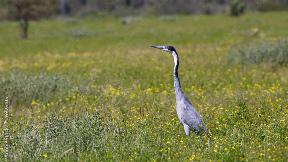 Fototapeta premium Black-Headed Heron