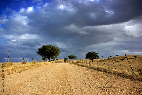 Trees in alentejo field.