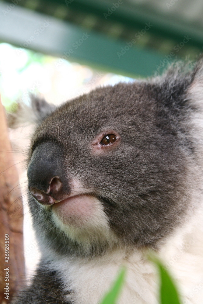 Fototapeta premium Koala bear
