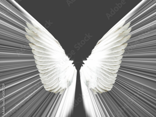 les ailes photo