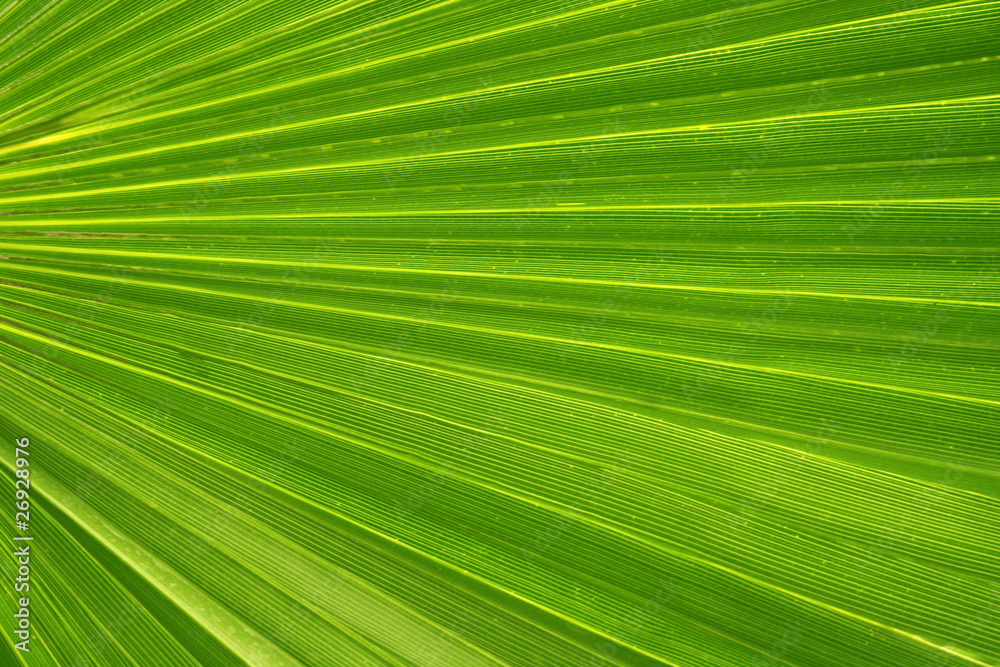 Obraz premium green palm tree leaf as a background