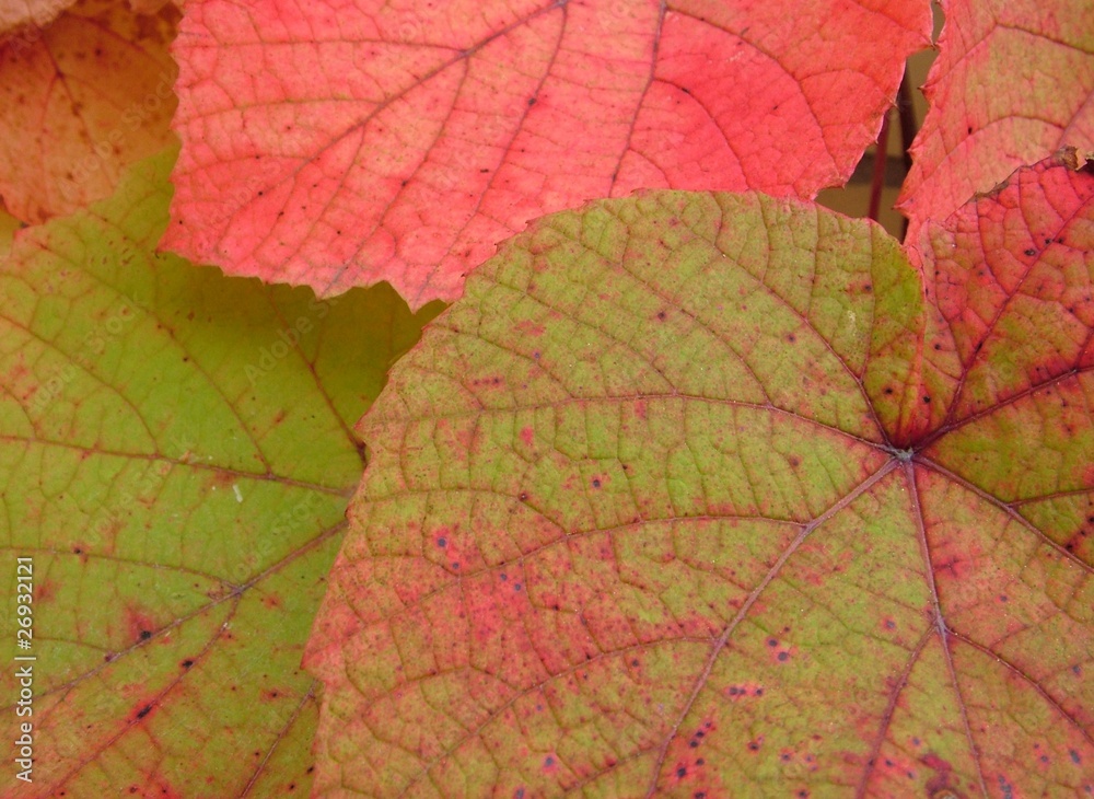 Fototapeta premium Buntes Weinlaub
