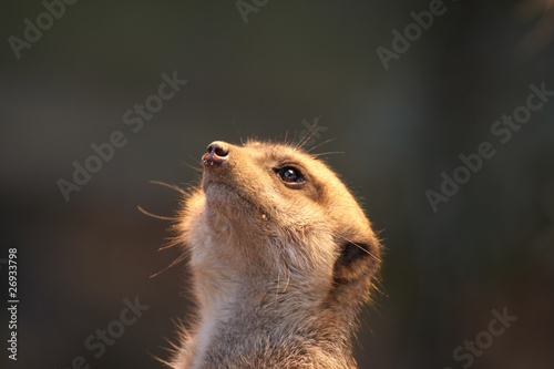 Erdmännchen (Suricata suricatta) © Benshot